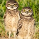 A Wild Time For The Kids