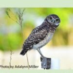 Ground Owl Day is Monday